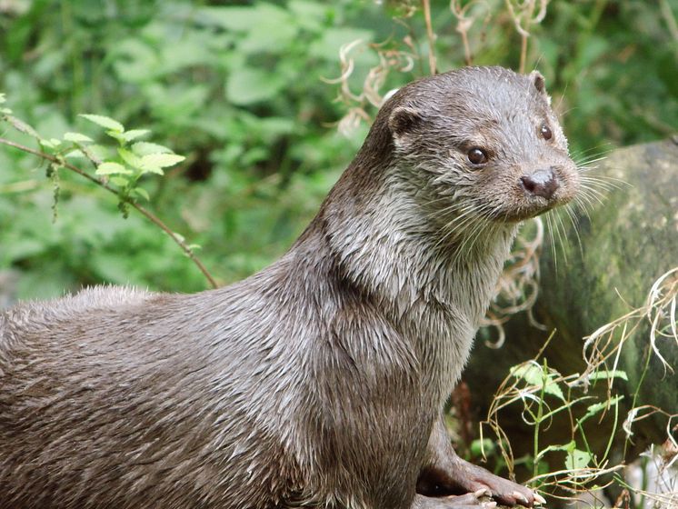 Otter, Woitendorfer Bach