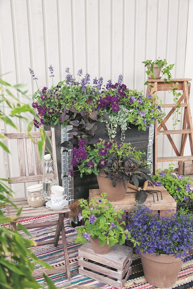 Sommarblommor i pallkrage o krukor Blå o lila