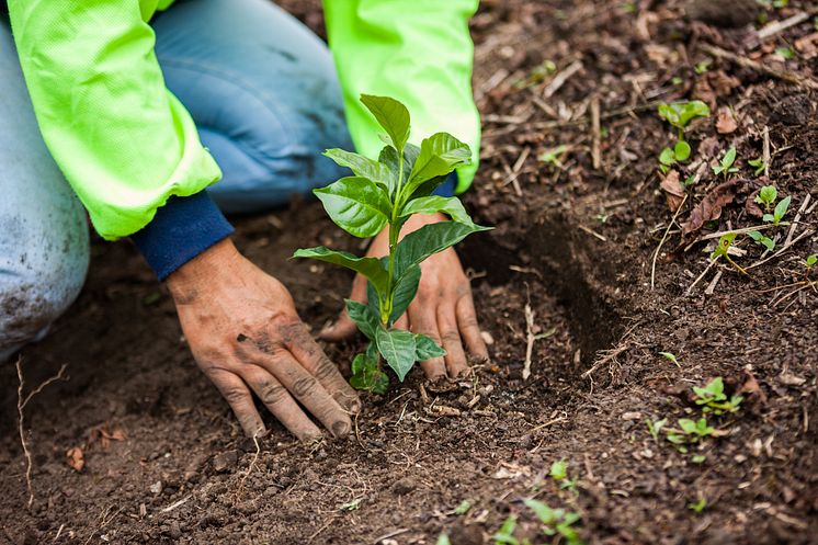 farmer-planting-a-coffee-plant_52371621503_o