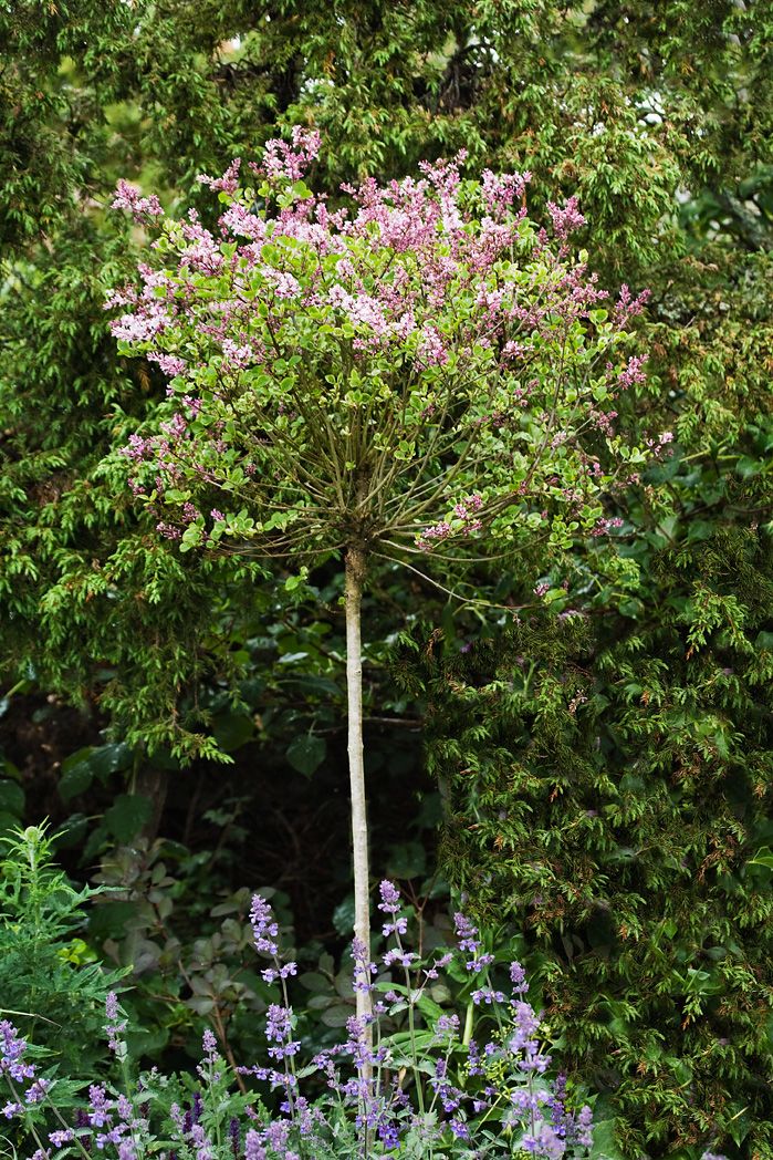 Dvärgsyren Syringa meyeri 'Palibin' 