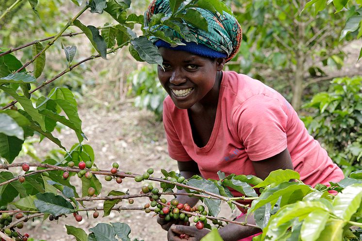 Kaffeepflückerin auf der Plantage