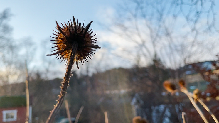 Januar herbarium - Stephen Barstows garden