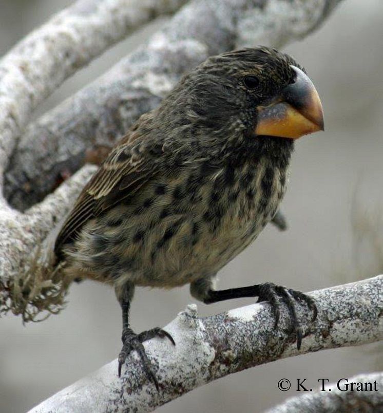 Figure 2. Close up of the large ground finch Geospiza magnirostris 