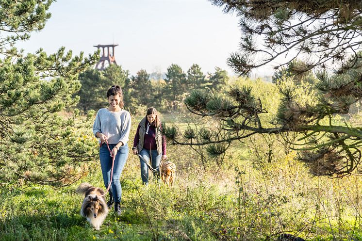 2019_Halde Pluto_Ruhr&Natur_Herbst_HER_Dennis Stratmann (61)