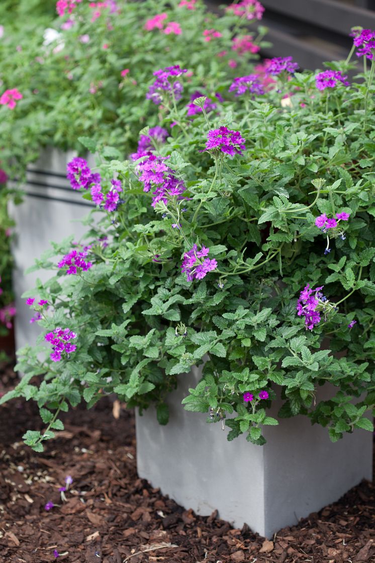 Trädgårdsverbena, Glandularia x hybrida Vidi vici-serien 'Purple'