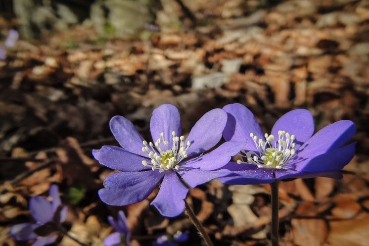 Vinnare kategori Natur foto Ingela Nilsson