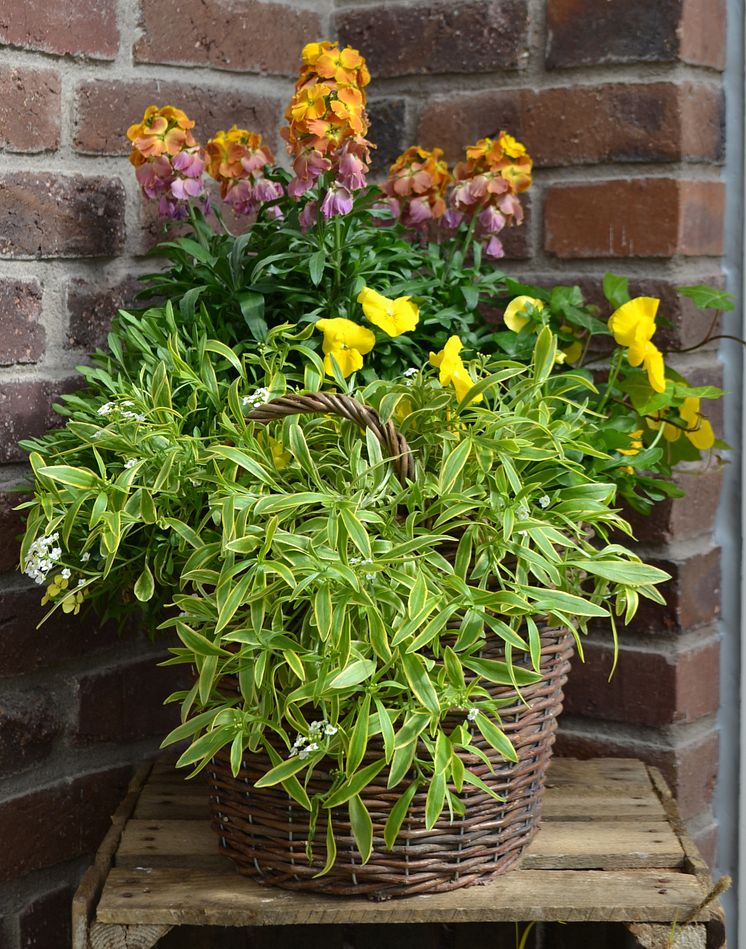 Nyhet: strandkrassing, Lobularia maritima ’Primavera Princess’