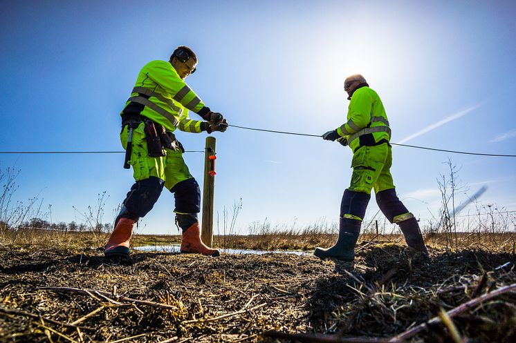 Stängsel skyddar paddorna på Revingehed