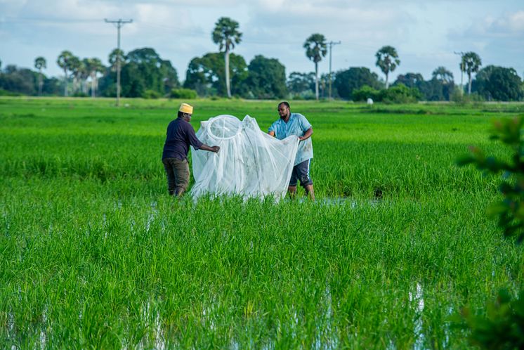 Setting up mosquito nets