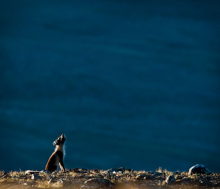 First Meeting - Expedition Artic Fox