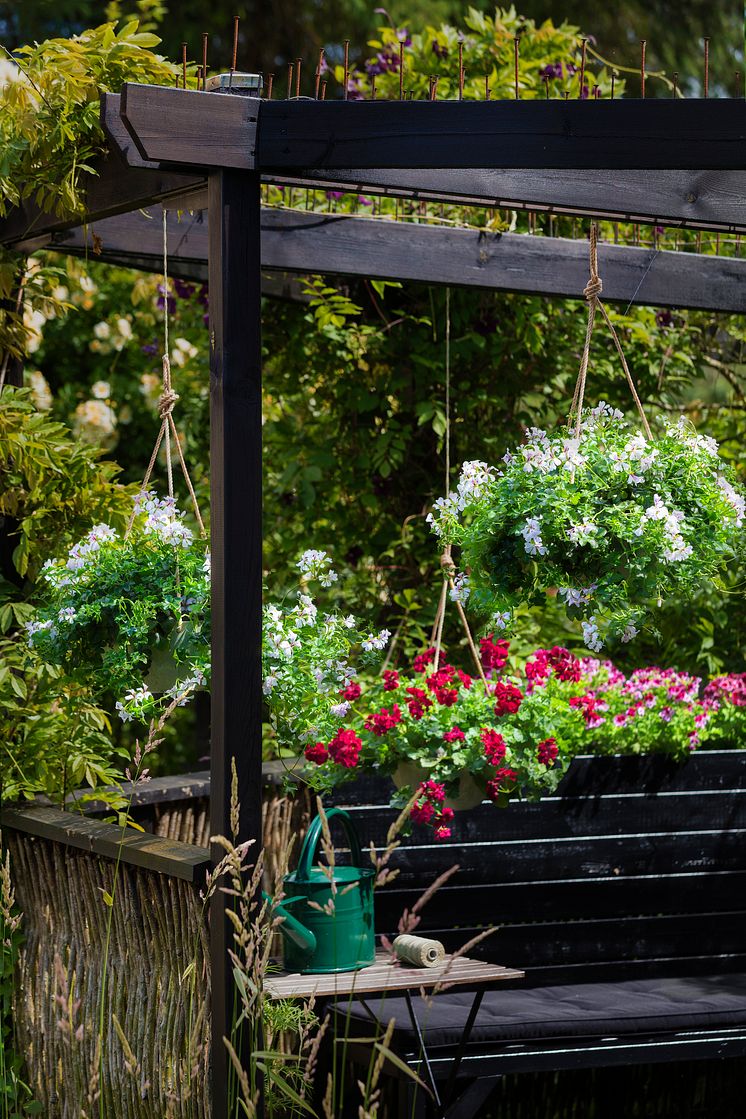 Pelargoner i trädgården