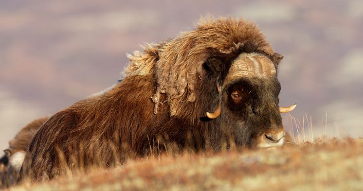 Musk at Dovre mountains-Photo - Asgeir Helgestad - VisitNorway.com (1).jpg