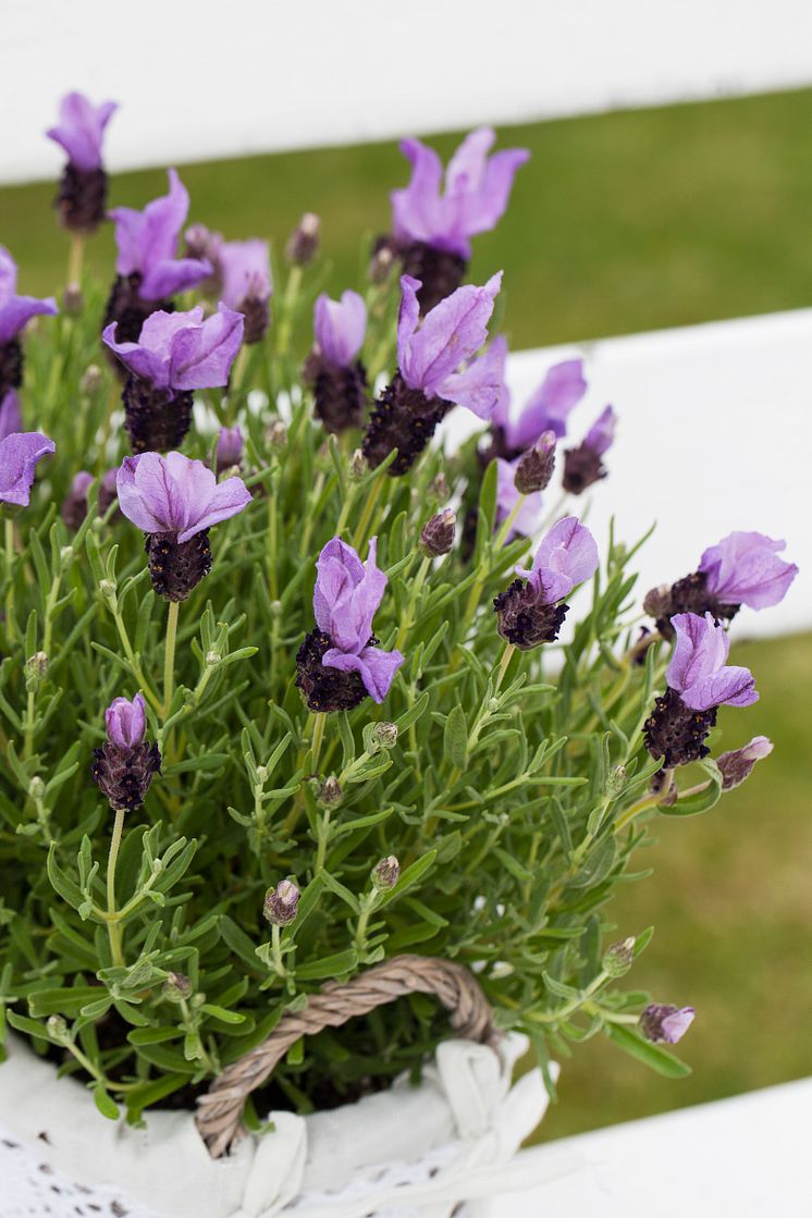 Lavendel