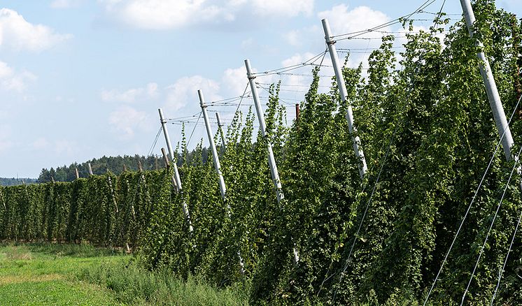 Hopfen Hallertau 1_pre