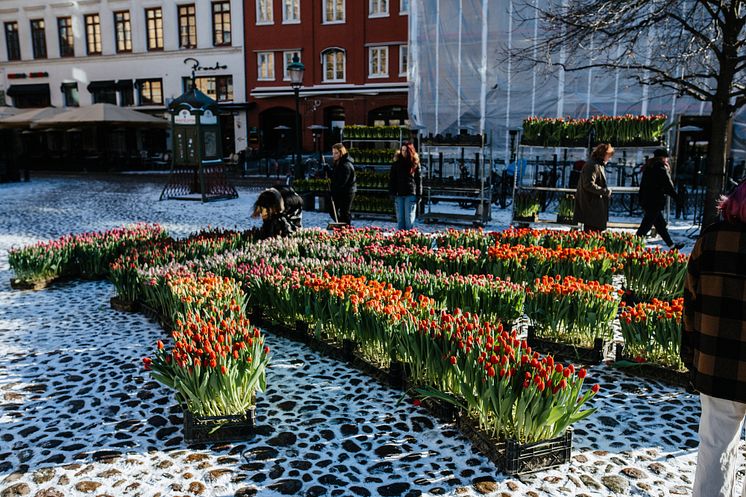 Gunnar Kaj skapar en kurbits av tulpaner