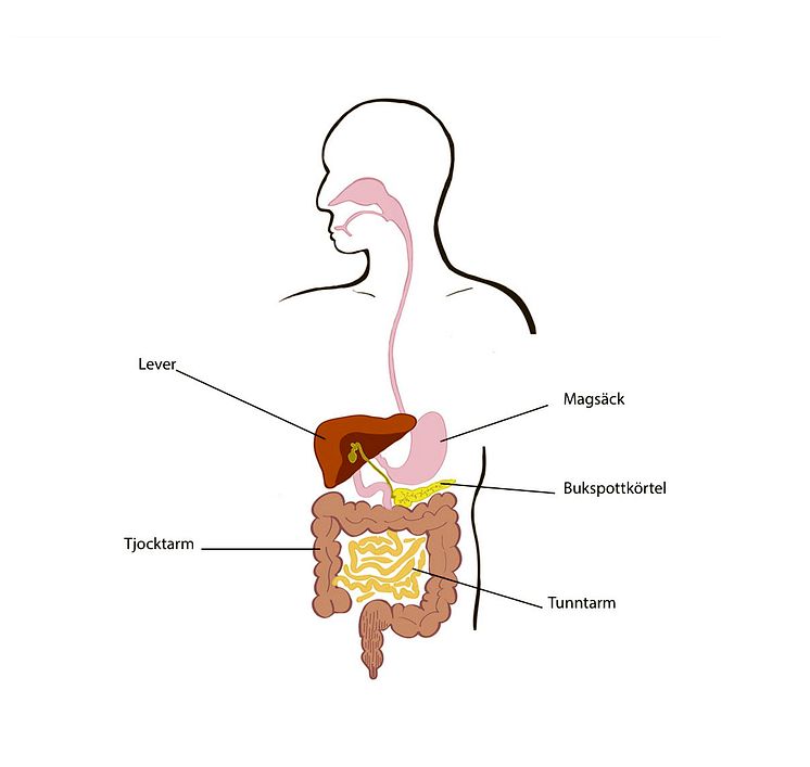 GI-system med ord