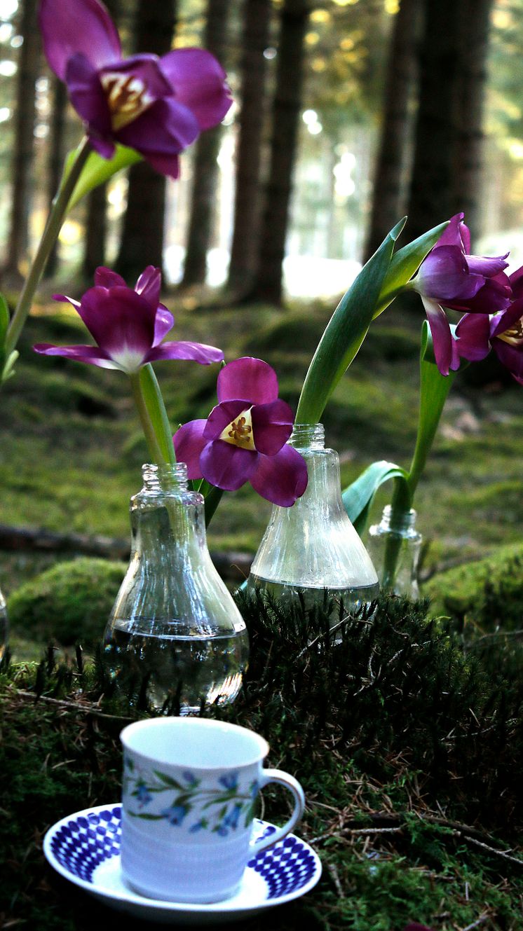 Tulpaner_picknick_skogen