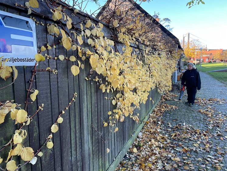 Thea Novak_lövblås höstlovsjobb