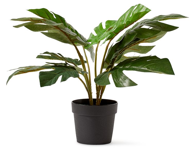 Monstera