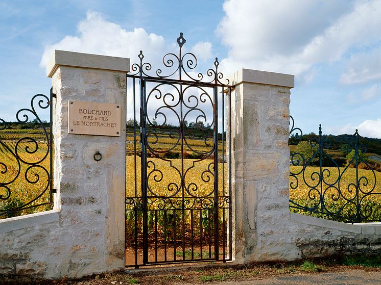 Porte et vigne du Montrachet.jpg