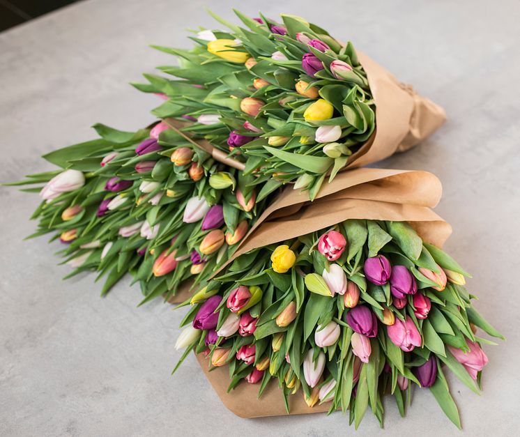 Tulipaner miks_DSC9196