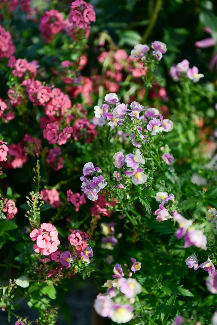 Nemesia_Banana Swirl_Diascia_Rose Pink_2024