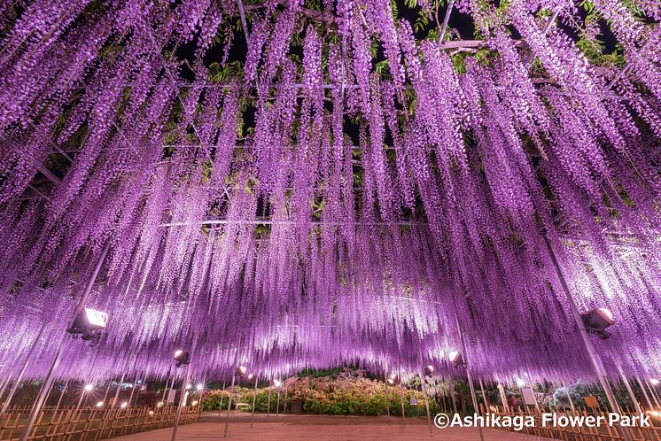 Asshikaga Flower Park(1)