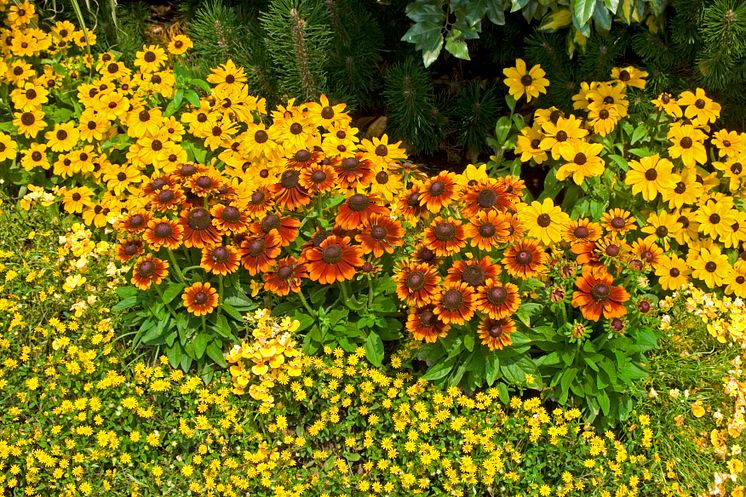 Plantering med sommarrudbeckia 'Toto Gold' och 'Toto Rustic'