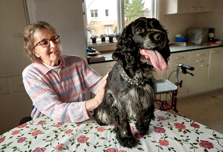 Salsa utsedd till Årets bragdhund