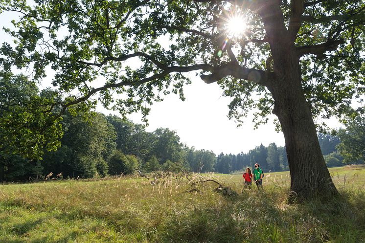 Barnimer Land_Wandern in der Schorfheide_c_TMB-Fotoarchiv_Yorck Maecke