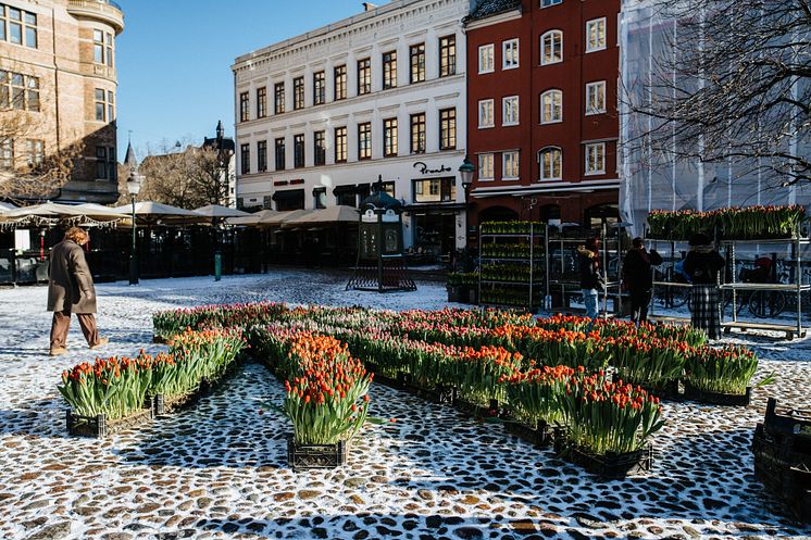 Gunnar Kaj skapar en kurbits av tulpaner