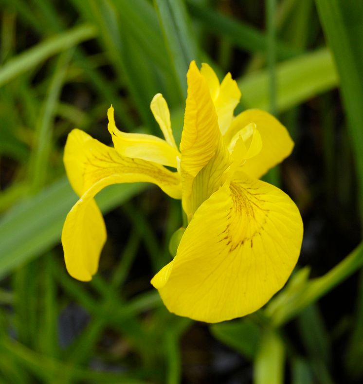 Iris pseudacorus - gul svärdslilja