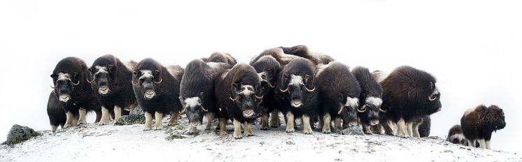 Musks at Dovre mountains-Photo - Asgeir Helgestad - VisitNorway.com (1).jpg