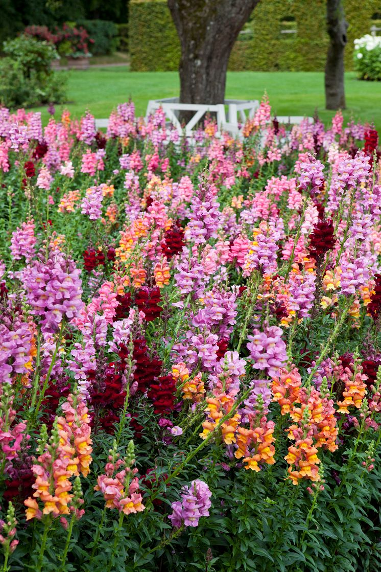 Lejongap - Årets Sommarblomma 2017