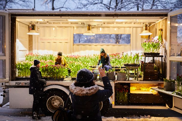 Blomsterfrämjandet sprider tulpanglädje