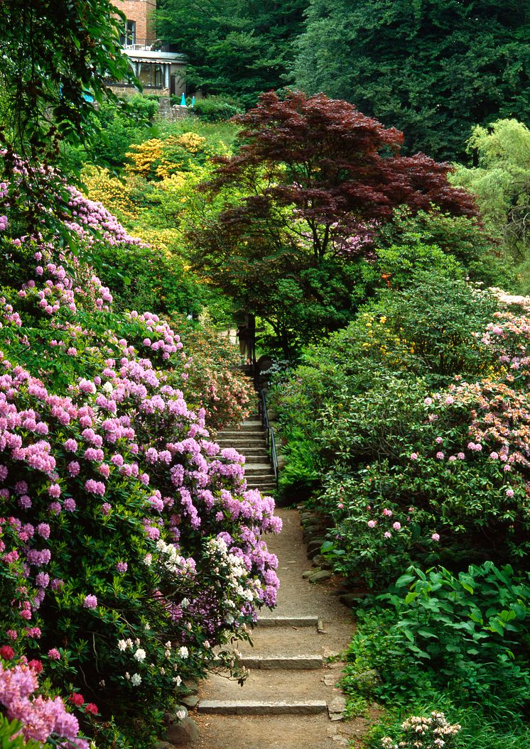 Rhododendron