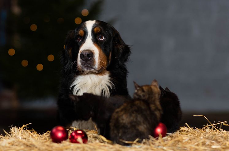 Jul - hund och katt