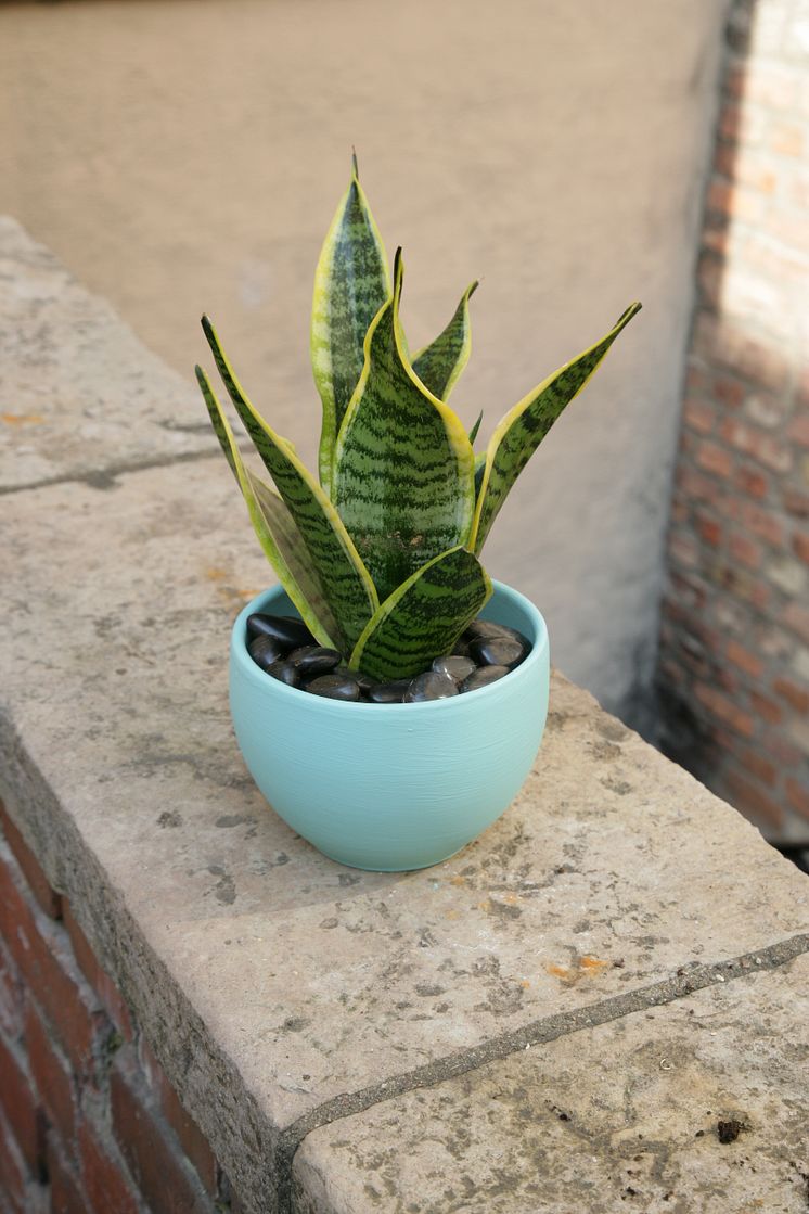 Sansevieria Superba