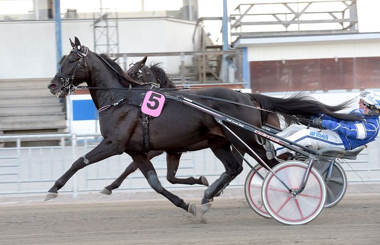 Very Kronos klar för Elitloppet 2021.