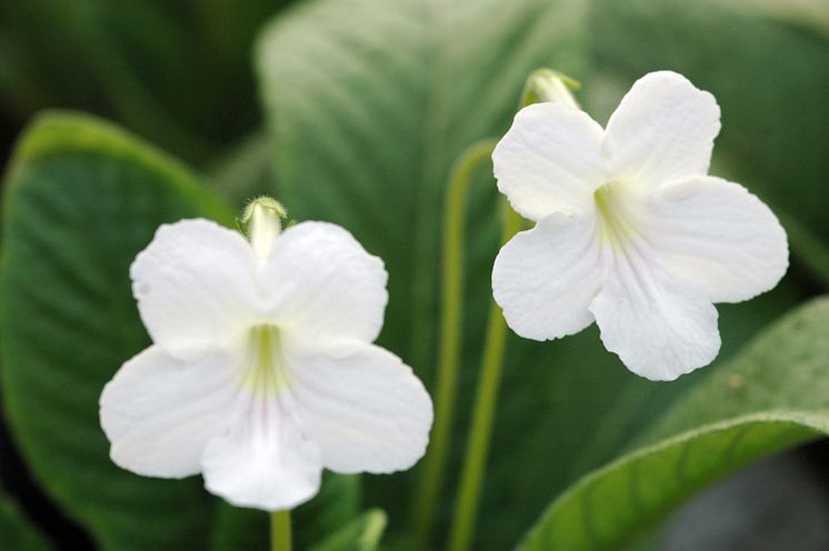 Streptocarpus Bianca