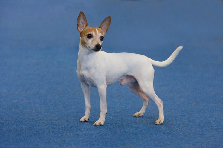 American toy terrier – ny ras 2016