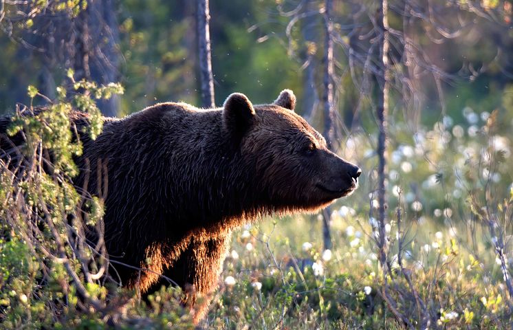 Scandinavian brown bear