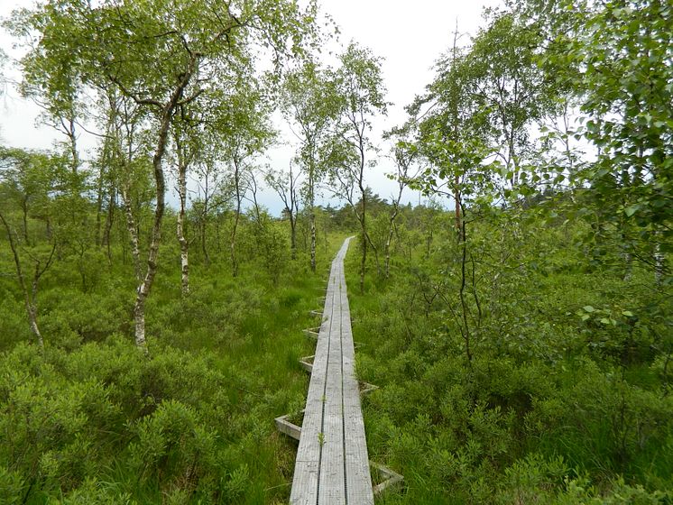 På spänger i Långhultamyren_Foto Destination Halmstad