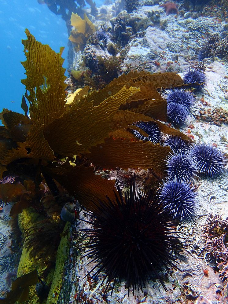 RS16074_P3092826-RedSeaUrchin