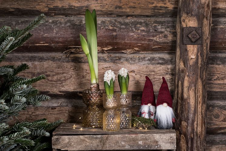 amaryllis-o-hyacint-iglas-liggande