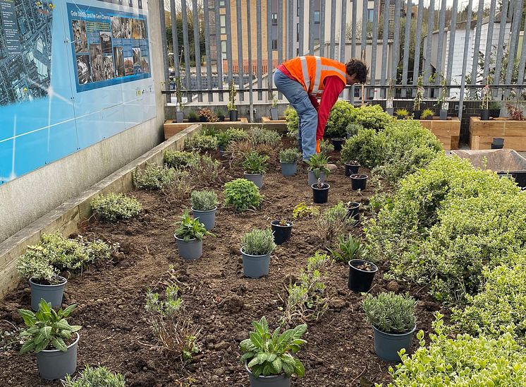 New planting at Elstree & Borehamwood station