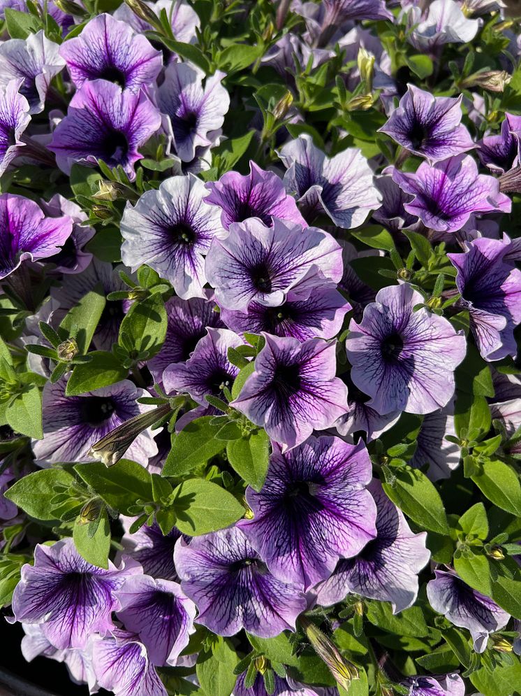 petunia grandiflora Blue Vein_2024