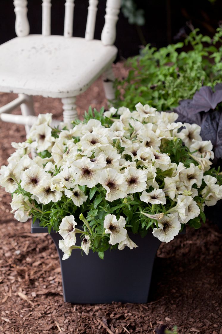 Petunia x hybrida 'Cappuccino'