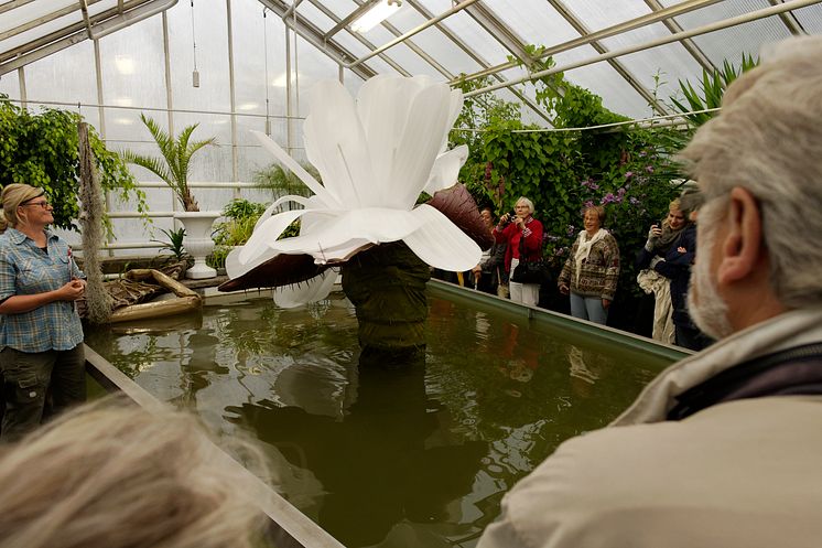 Ingela Ihrman, Jättenäckrosen Victoria Amazonica BLOMMMAR, installation med jättenäckros, 2012