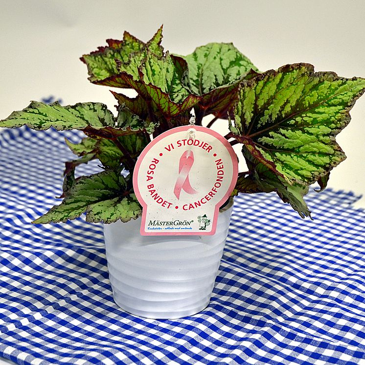 Dagens Rosa Produkt 6 oktober - en Bladbegonia från Mäster Grön